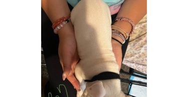 1 boy and 2 girl pitbull puppies