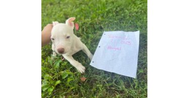 1 boy and 2 girl pitbull puppies