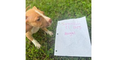 1 boy and 2 girl pitbull puppies