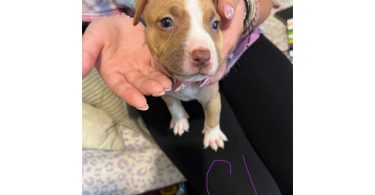 1 boy and 2 girl pitbull puppies