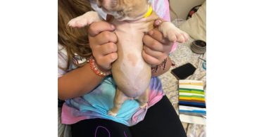 1 boy and 2 girl pitbull puppies