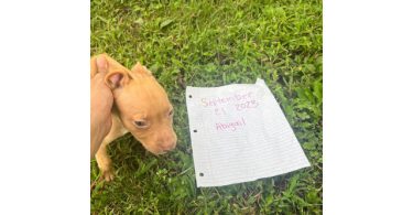 1 boy and 2 girl pitbull puppies