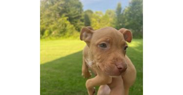1 boy and 2 girl pitbull puppies