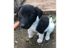 Border collie and labrador mix puppies