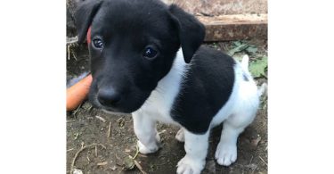 Border collie and labrador mix puppies