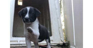 Border collie and labrador mix puppies