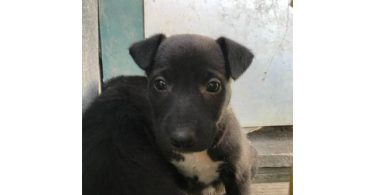 Border collie and labrador mix puppies
