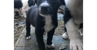 Border collie and labrador mix puppies