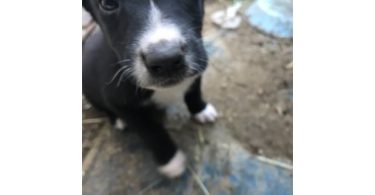 Border collie and labrador mix puppies