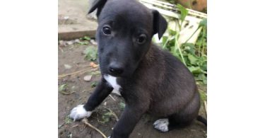 Border collie and labrador mix puppies