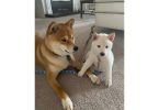 White Shiba Inu Puppy for Sale