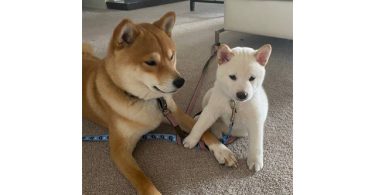 White Shiba Inu Puppy for Sale