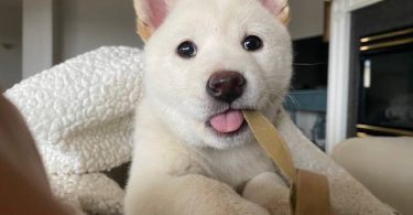 White Shiba Inu Puppy for Sale