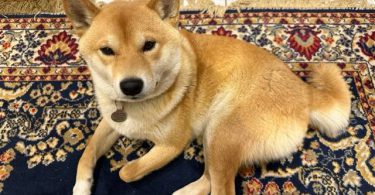 White Shiba Inu Puppy for Sale