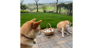 White Shiba Inu Puppy for Sale