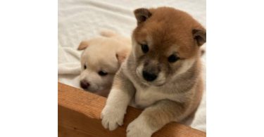White Shiba Inu Puppy for Sale
