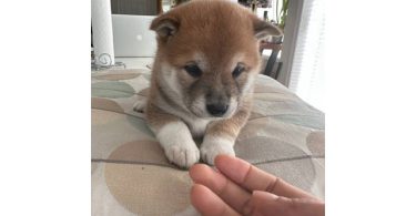 White Shiba Inu Puppy for Sale