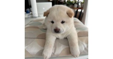 White Shiba Inu Puppy for Sale