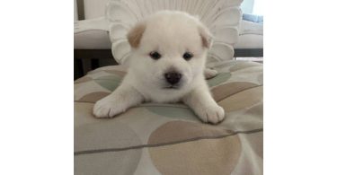White Shiba Inu Puppy for Sale