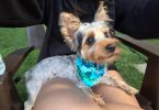 Silky terrier puppy for sale with extras