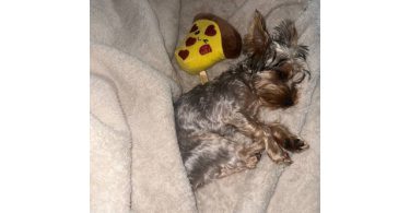 Silky terrier puppy for sale with extras