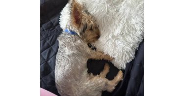 Silky terrier puppy for sale with extras