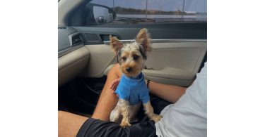 Silky terrier puppy for sale with extras