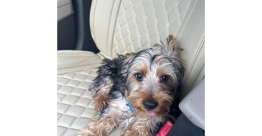 Silky terrier puppy for sale with extras