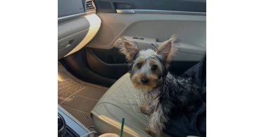 Silky terrier puppy for sale with extras