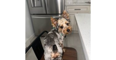 Silky terrier puppy for sale with extras