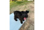 Young Mini Schnauzer puppy needs a home