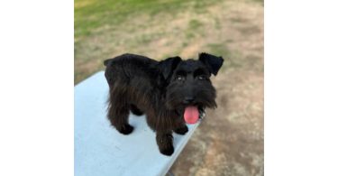 Young Mini Schnauzer puppy needs a home