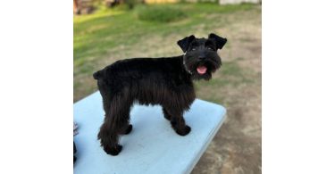 Young Mini Schnauzer puppy needs a home