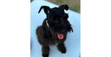 Young Mini Schnauzer puppy needs a home