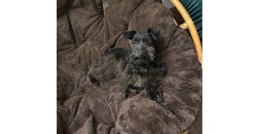 Young Mini Schnauzer puppy needs a home