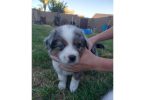5 Mini Aussie Puppies for Sale