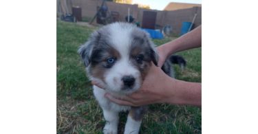 5 Mini Aussie Puppies for Sale
