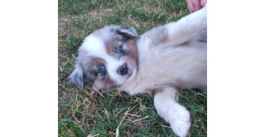 5 Mini Aussie Puppies for Sale