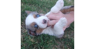 5 Mini Aussie Puppies for Sale