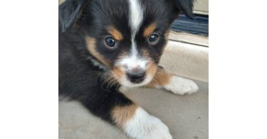 5 Mini Aussie Puppies for Sale