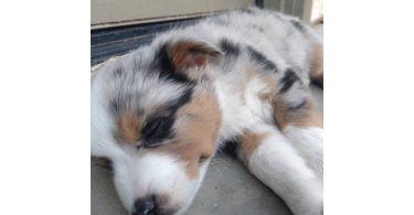 5 Mini Aussie Puppies for Sale