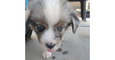 5 Mini Aussie Puppies for Sale