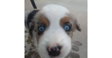 5 Mini Aussie Puppies for Sale
