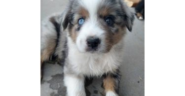 5 Mini Aussie Puppies for Sale