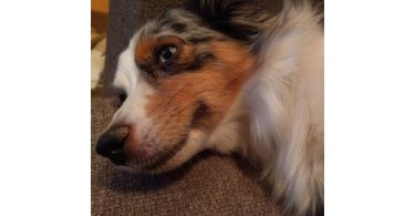 5 Mini Aussie Puppies for Sale