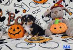 ASDR Toy Australian Shepherd puppies