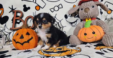 ASDR Toy Australian Shepherd puppies