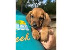 Chiweenie puppies