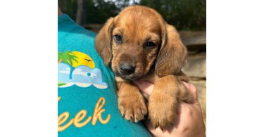 Chiweenie puppies