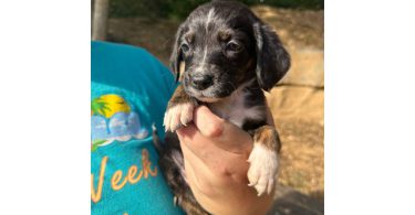 Chiweenie puppies